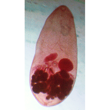 Семейство Microphallidae фото