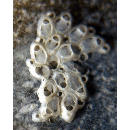 Семейство Microporoidea фото