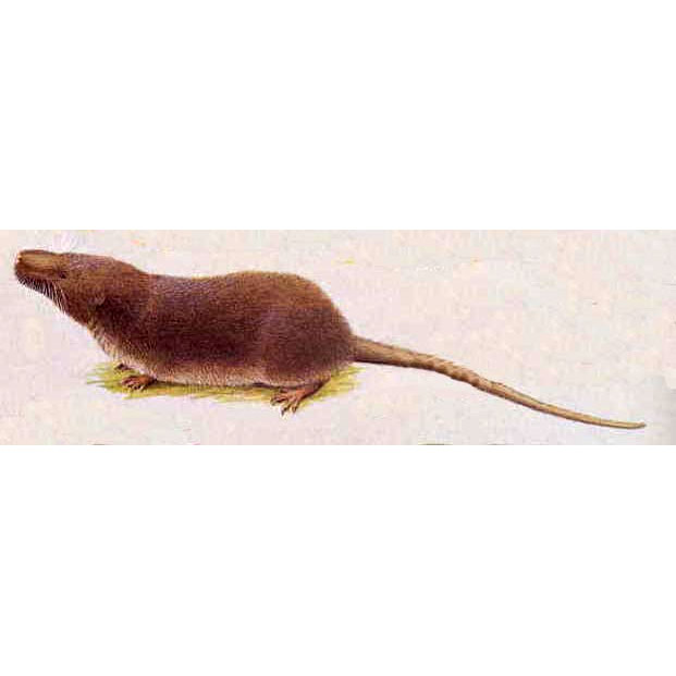 Micropotamogale lamottei Фото №6