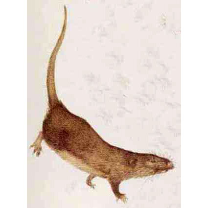 Micropotamogale lamottei Фото №7