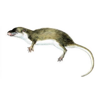Micropotamogale ruwenzorii Фото №3