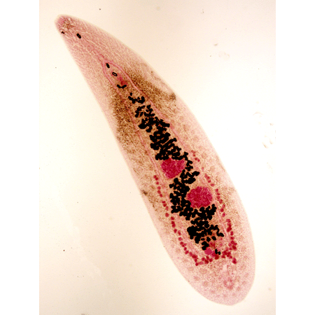 Семейство Microscaphidiidae фото