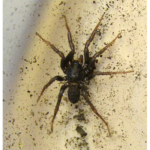 Семейство Microstigmatidae фото