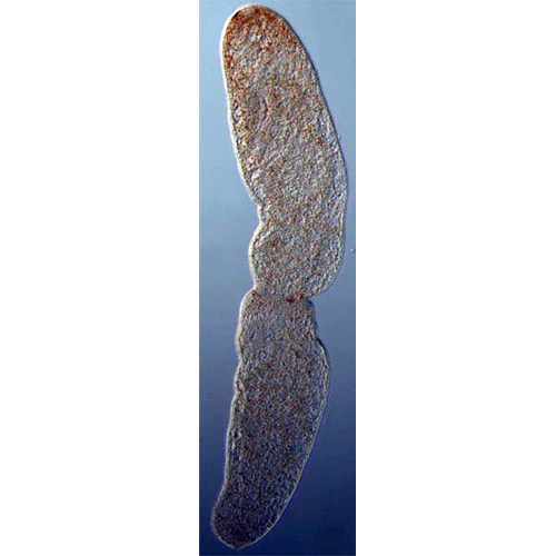 Семейство Microstomidae  фото