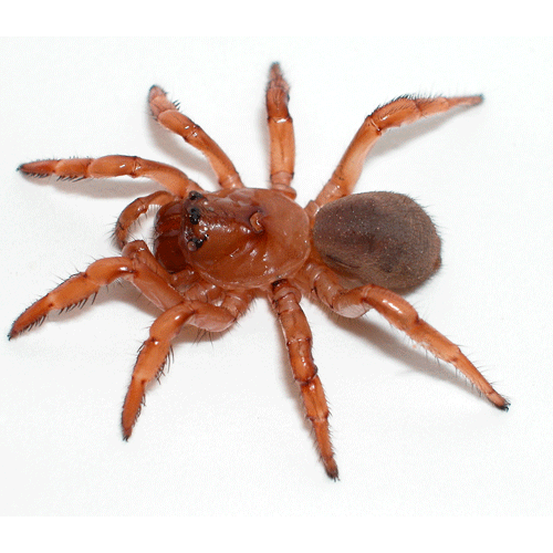 Семейство Migidae фото