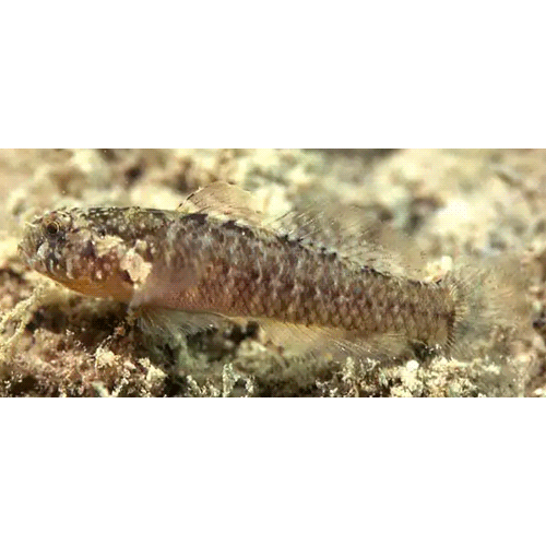 Род Millerigobius фото