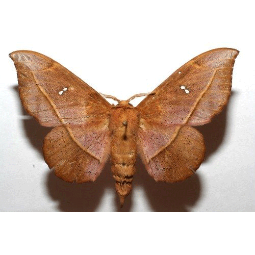 Семейство Mimallonoidea фото