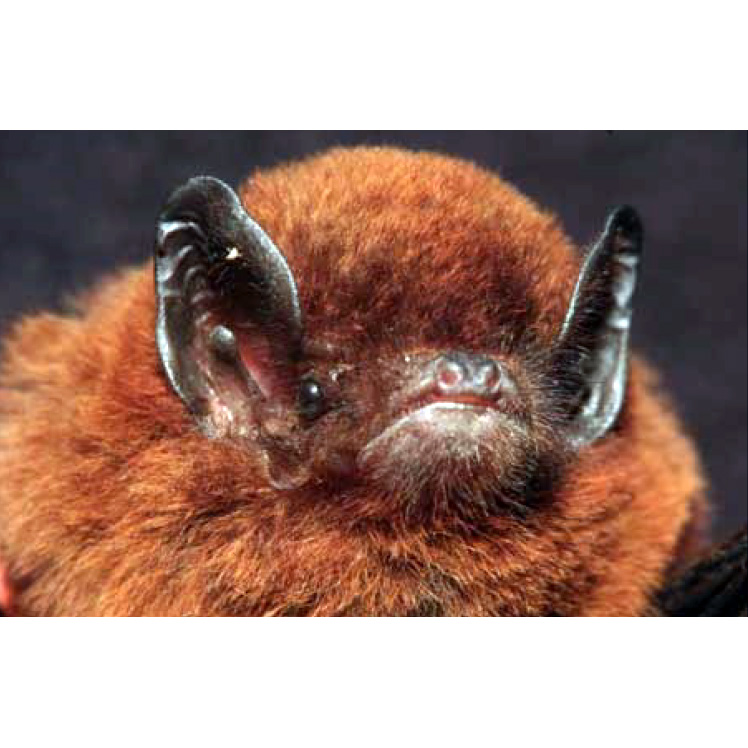 Aellen's Long-fingered Bat (Miniopterus aelleni) Фото №2