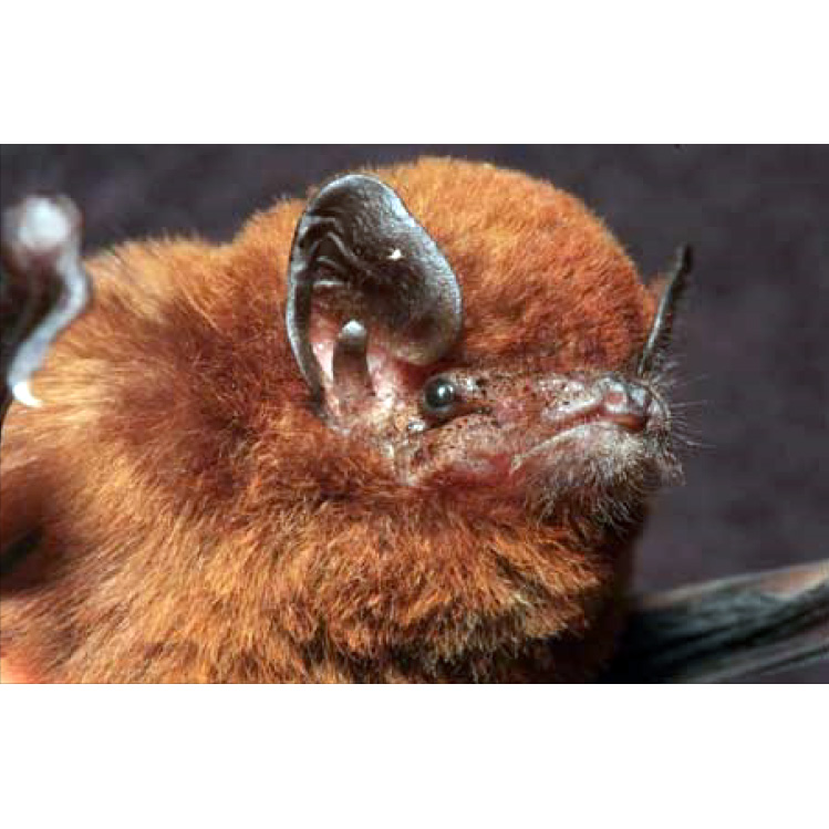 Aellen's Long-fingered Bat (Miniopterus aelleni) Фото №3