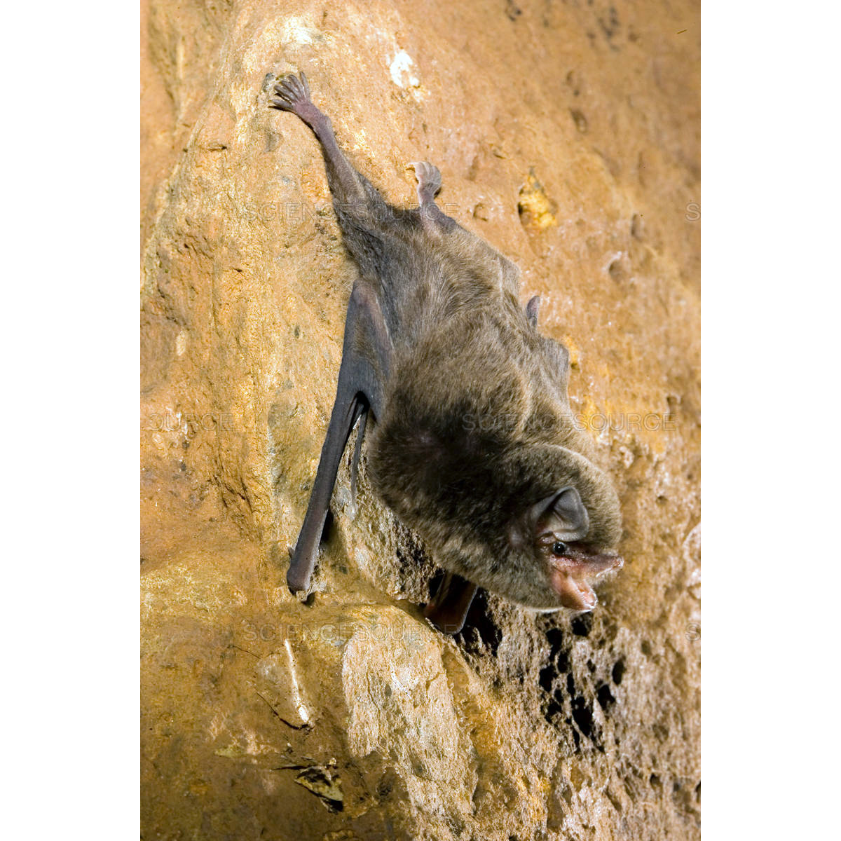 Восточный длиннокрыл (Miniopterus australis) Фото №4