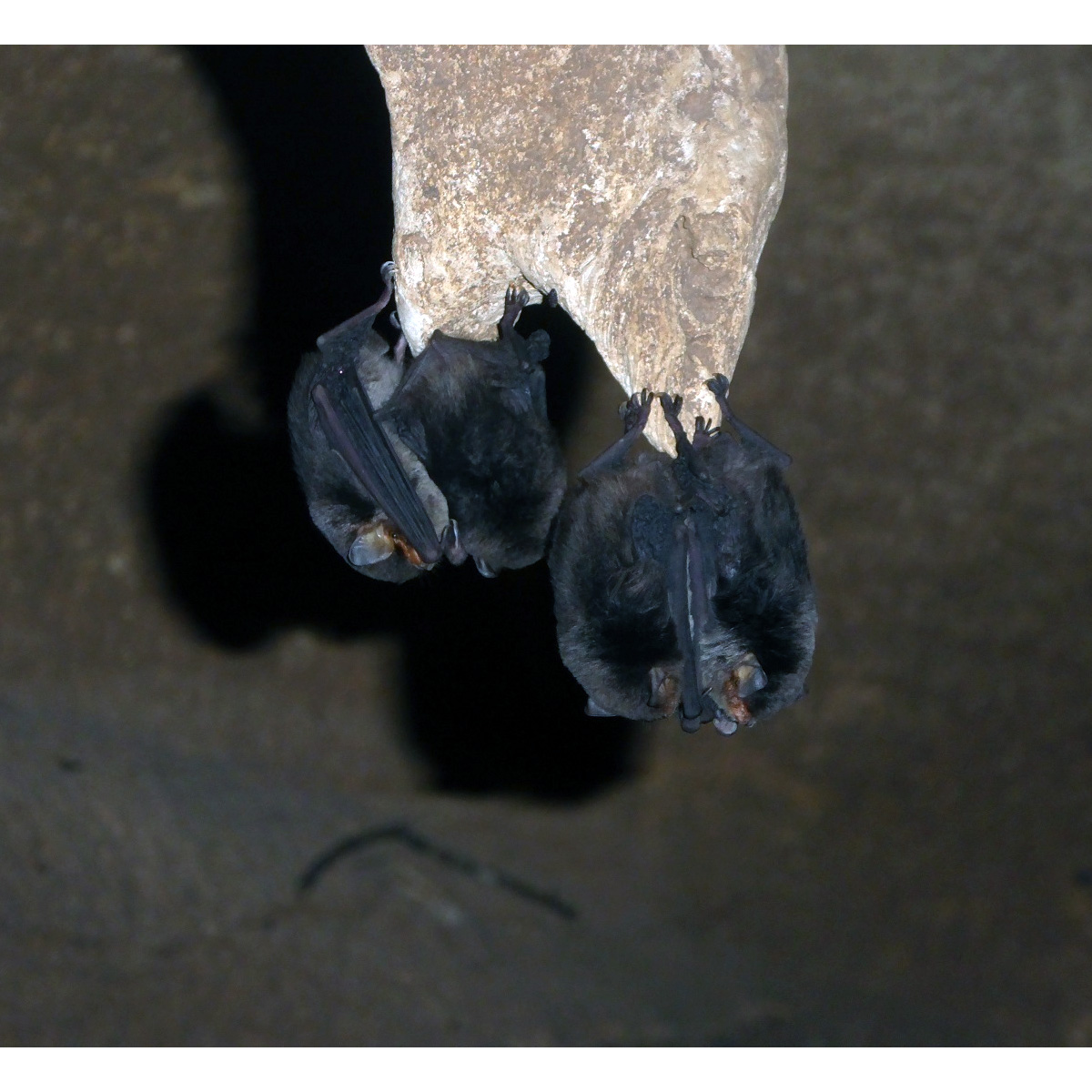 Glen's Long Fingered Bat (Miniopterus gleni) Фото №2