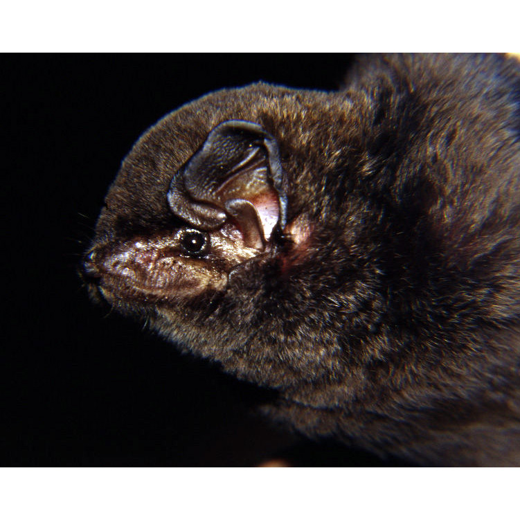 Glen's Long Fingered Bat (Miniopterus gleni) Фото №5