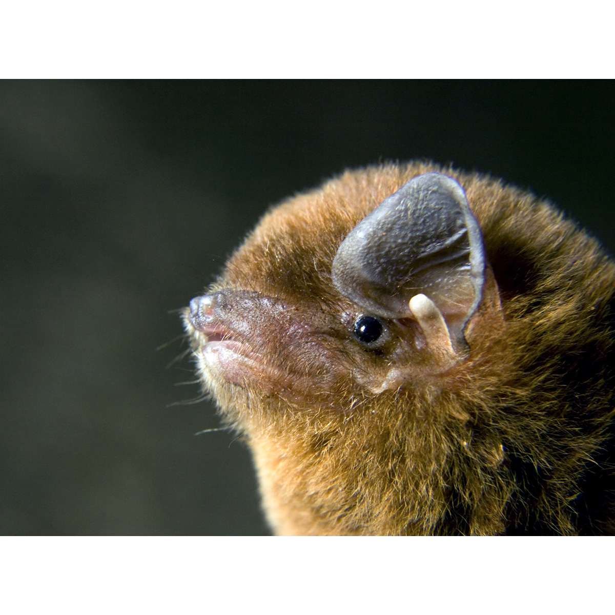 Камерунский длиннокрыл (Miniopterus inflatus) Фото №10