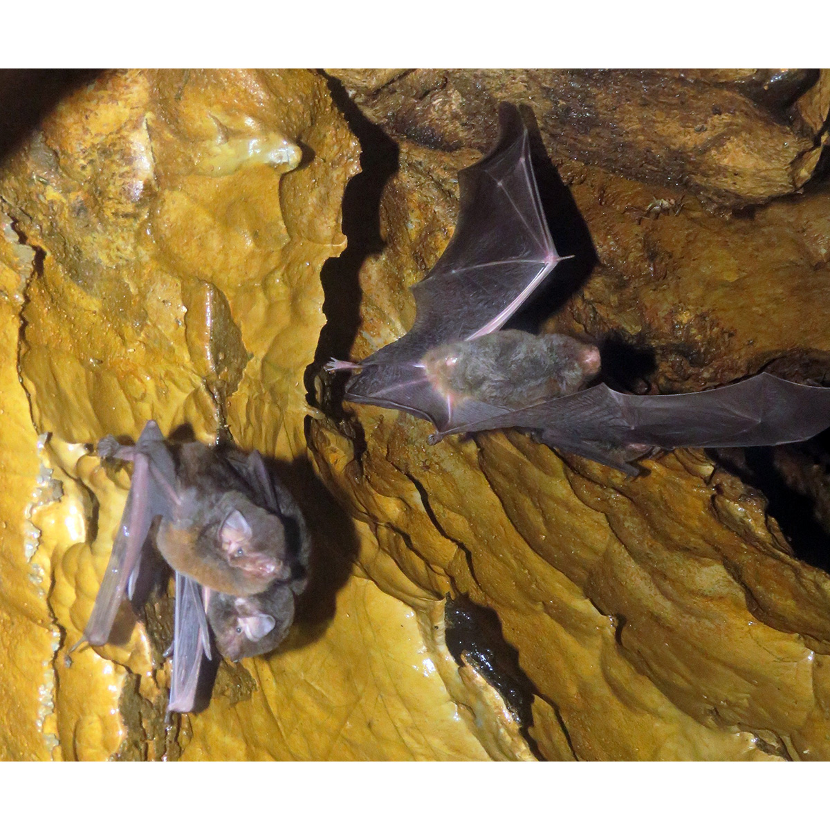 Камерунский длиннокрыл (Miniopterus inflatus) Фото №4
