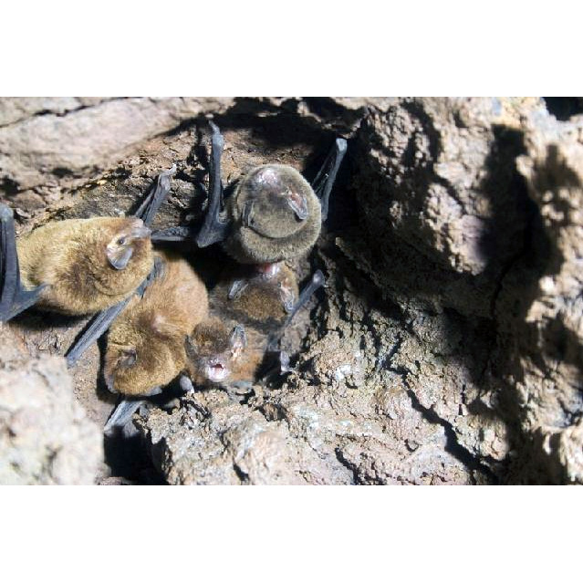 Камерунский длиннокрыл (Miniopterus inflatus) Фото №5