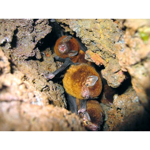 Камерунский длиннокрыл (Miniopterus inflatus) Фото №6