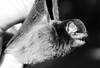 Miniopterus inflatus rufus