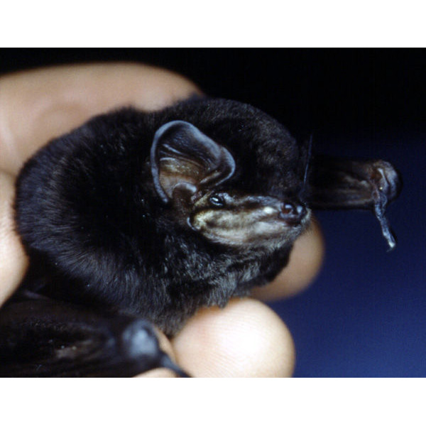 Большой длиннокрыл (Miniopterus majori) Фото №5