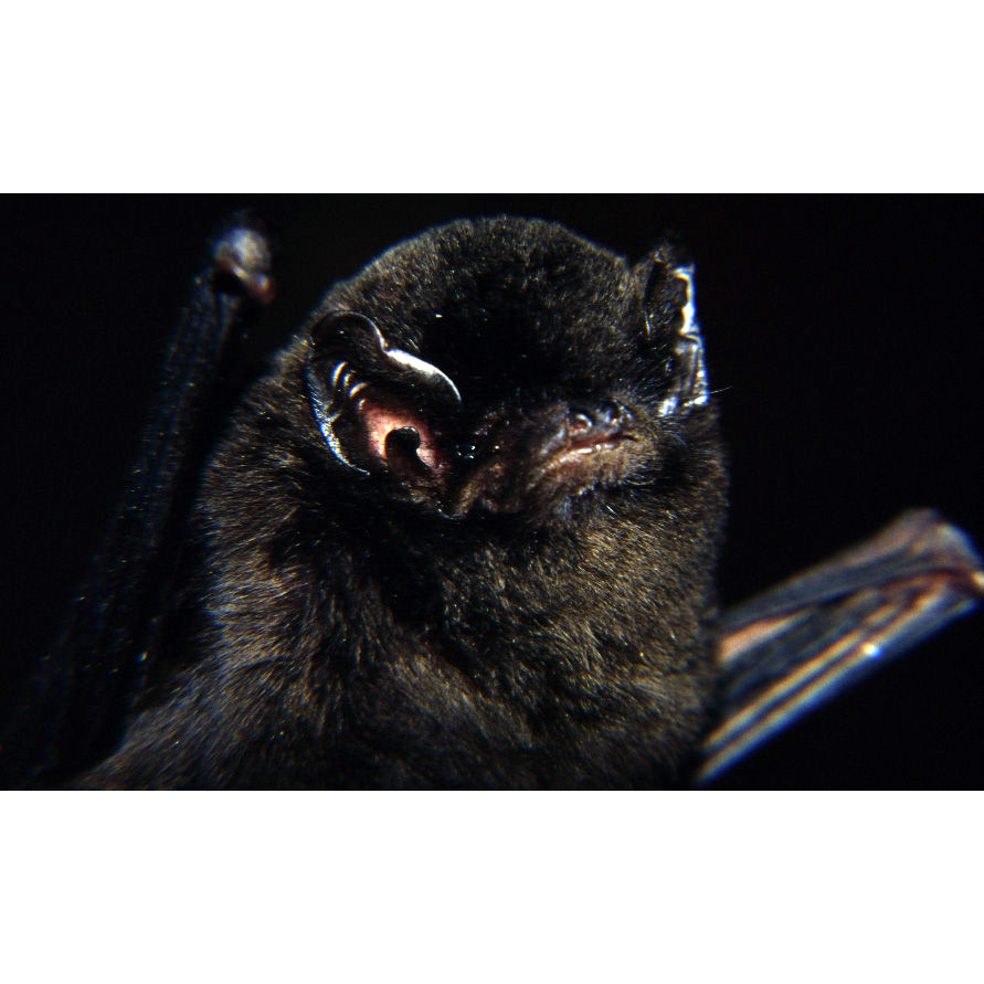 Большой длиннокрыл (Miniopterus majori) Фото №7