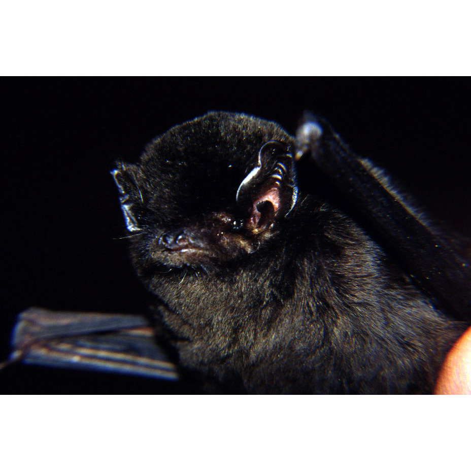 Большой длиннокрыл (Miniopterus majori) Фото №8