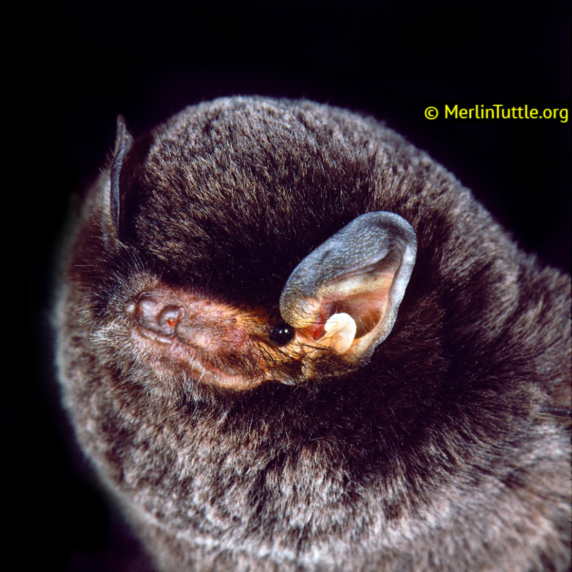 Восточноазиатский длиннокрыл (Miniopterus medius) Фото №2