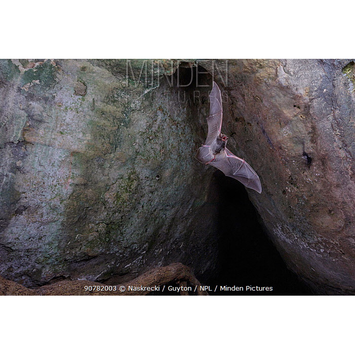 Mozambique Long-Fingered Bat (Miniopterus mossambicus) Фото №2