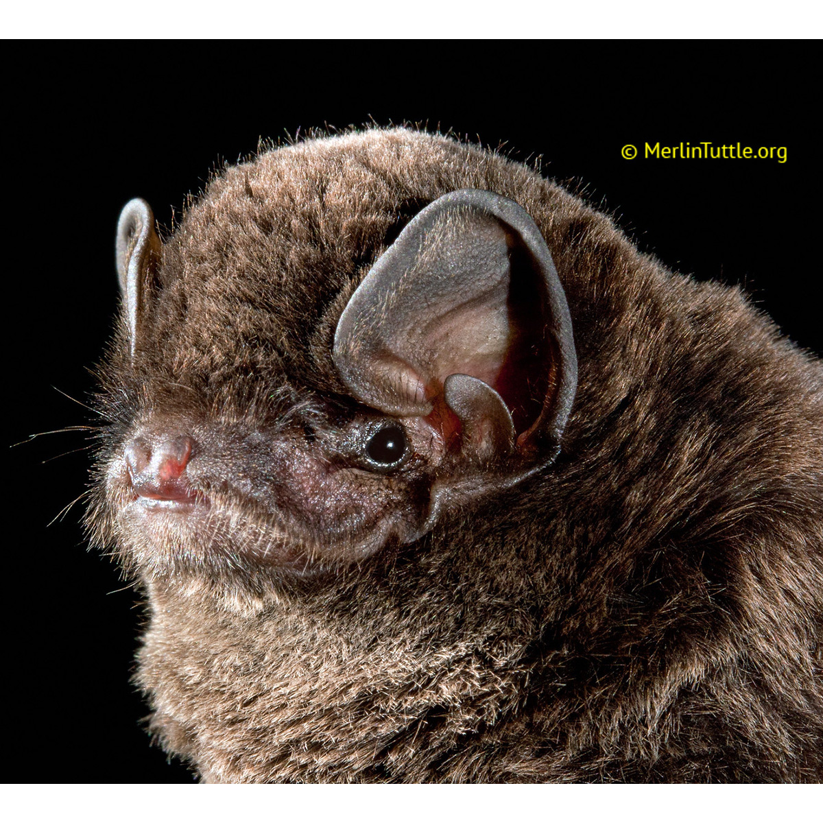 Обыкновенный длиннокрыл (Miniopterus schreibersii) Фото №10