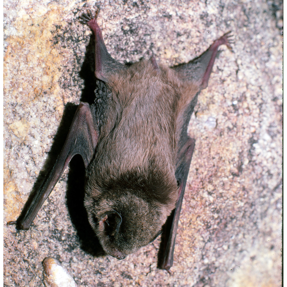 Обыкновенный длиннокрыл (Miniopterus schreibersii) Фото №3