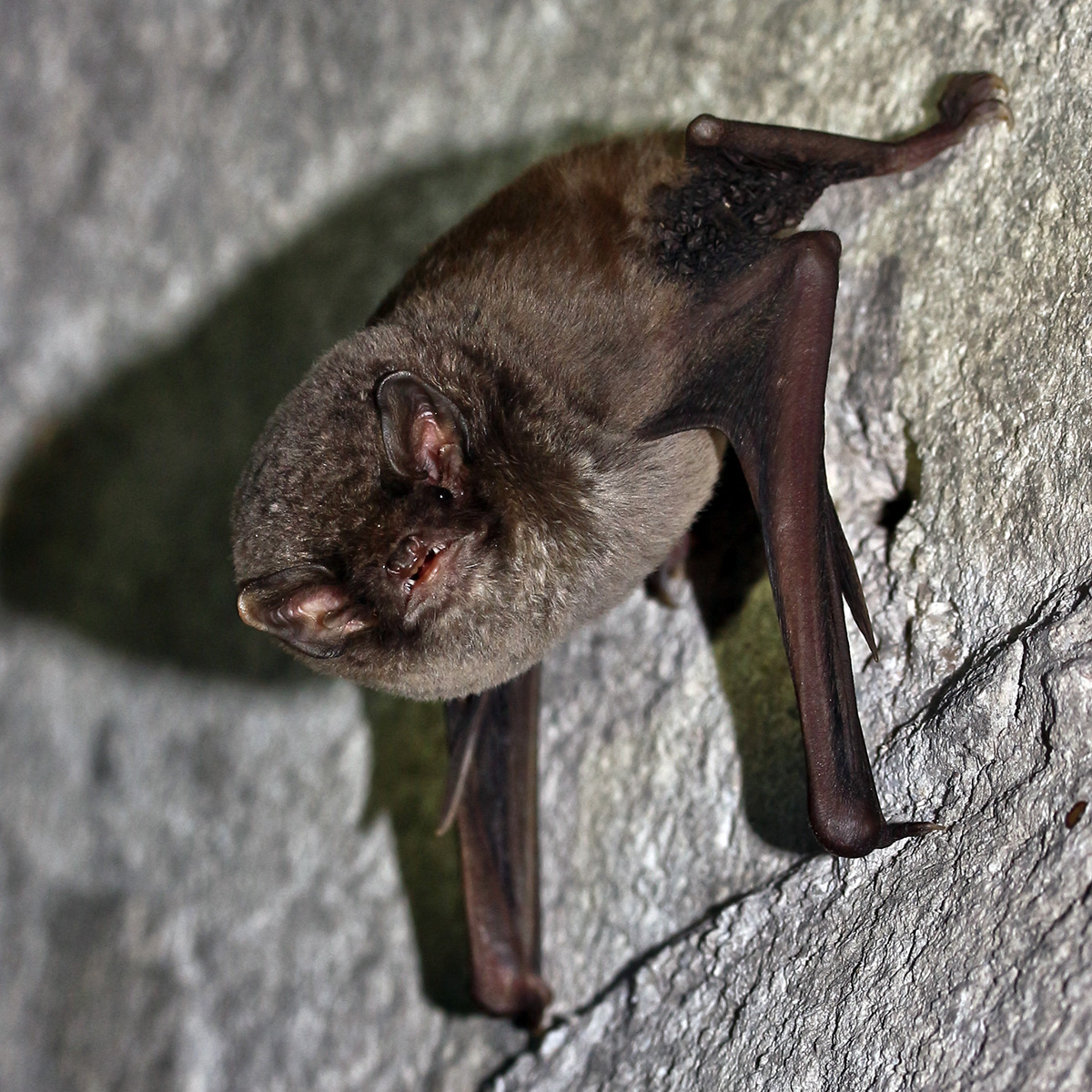 Обыкновенный длиннокрыл (Miniopterus schreibersii) Фото №4