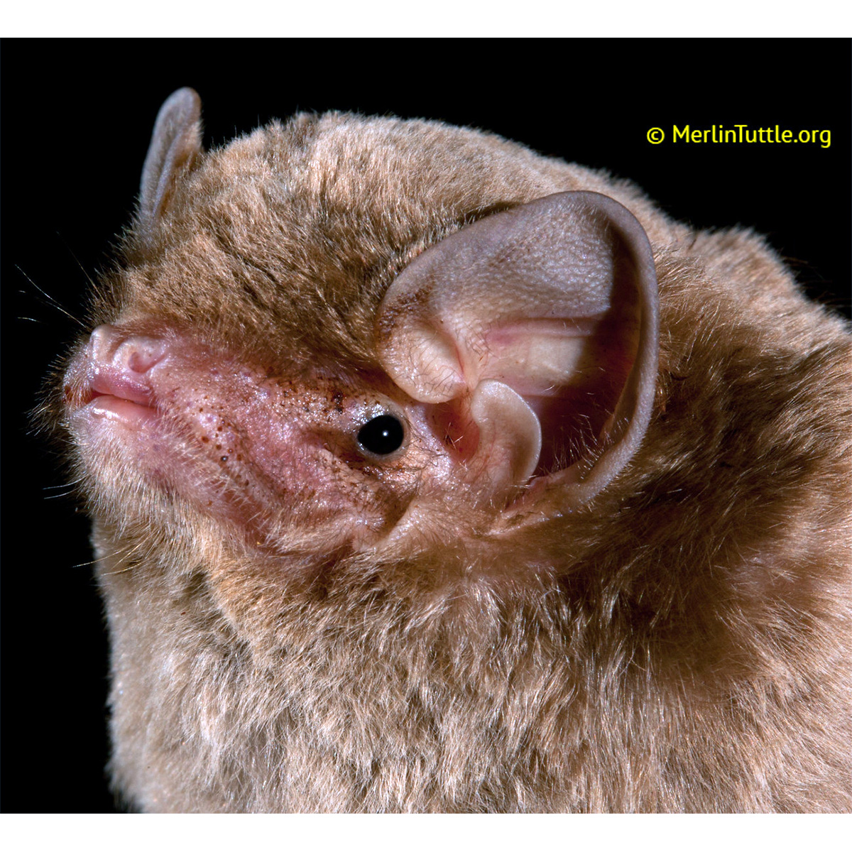 Обыкновенный длиннокрыл (Miniopterus schreibersii) Фото №9