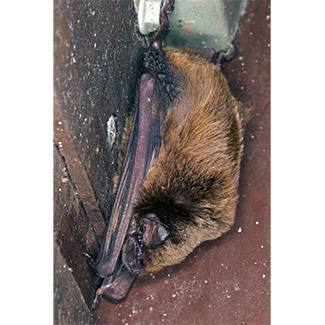 Miniopterus schreibersii orianae