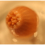 Семейство Minyadidae  фото
