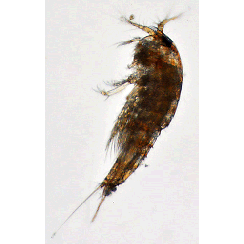 Семейство Miraciidae фото