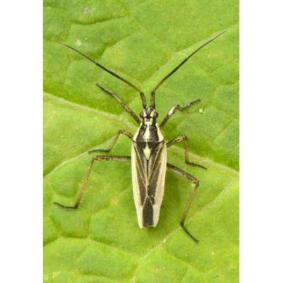 Семейство Miroidea фото