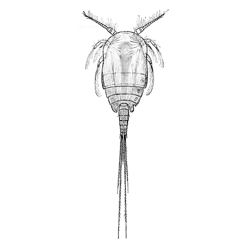 Семейство Misophriidae фото