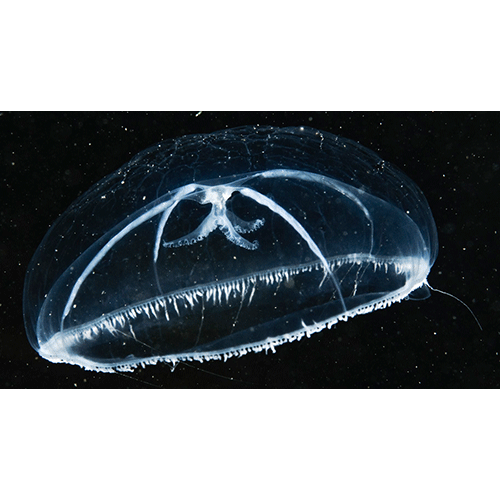 Семейство Mitrocomidae  фото