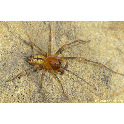 Семейство Miturgidae фото