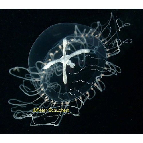 Семейство Moerisiidae  фото