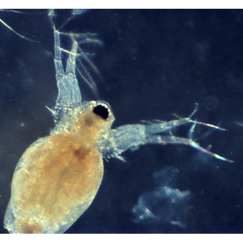 Семейство Moinidae фото