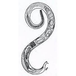 Семейство Molineidae  фото