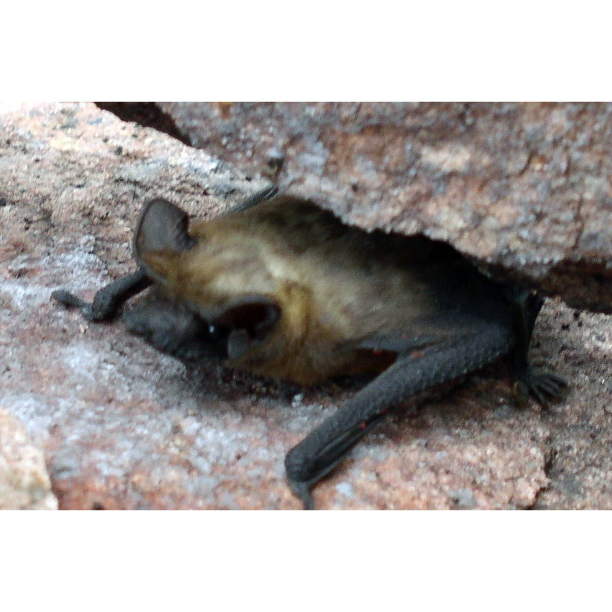Матугросский широкоморд (Molossops mattogrossensis) Фото №3