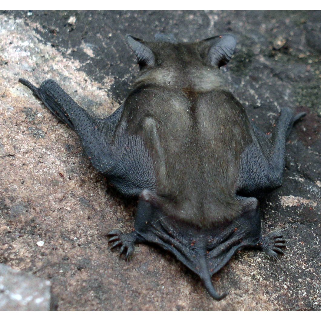 Матугросский широкоморд (Molossops mattogrossensis) Фото №4