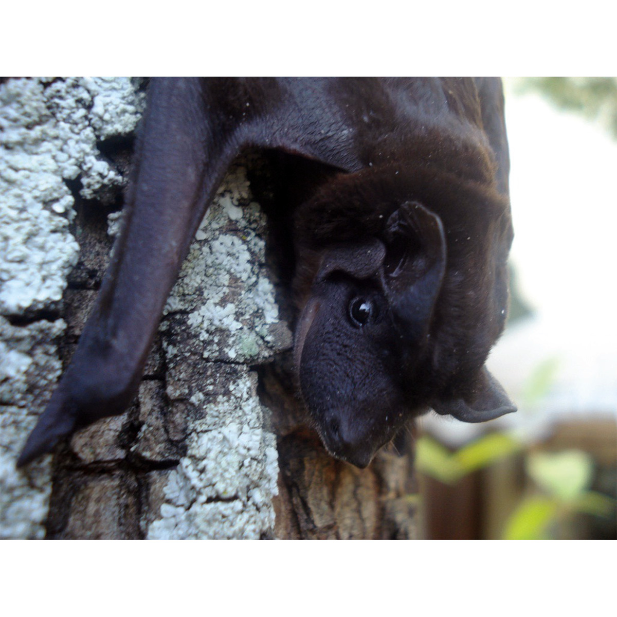 Рыжий широкоморд (Molossops neglectus) Фото №2