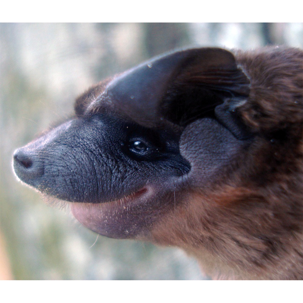 Рыжий широкоморд (Molossops neglectus) Фото №5