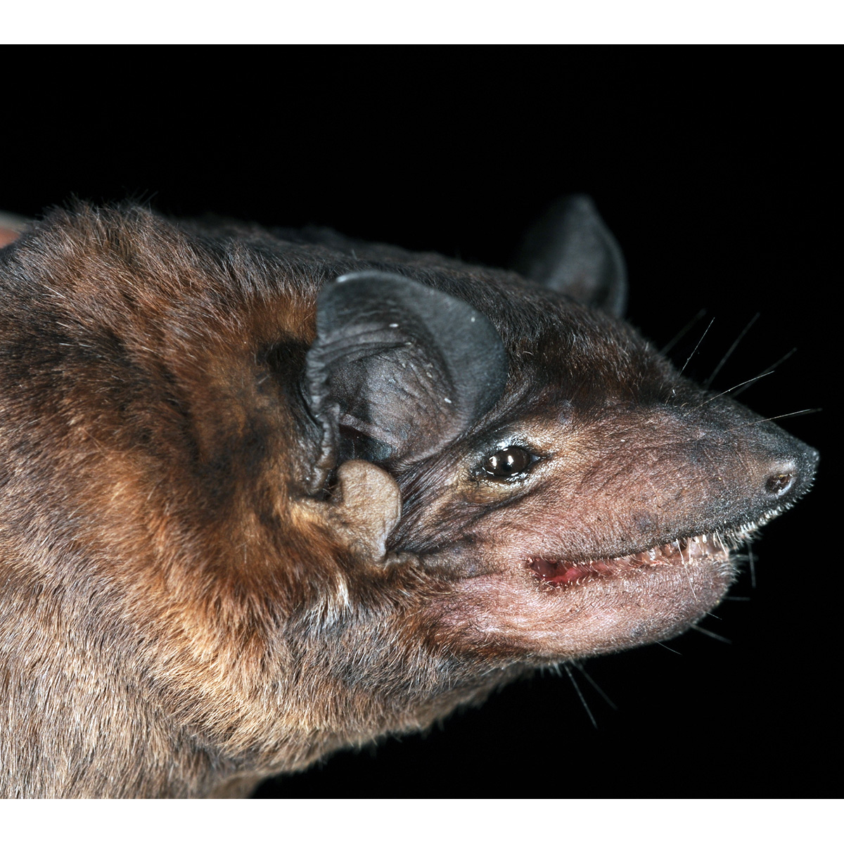 Рыжий широкоморд (Molossops neglectus) Фото №6