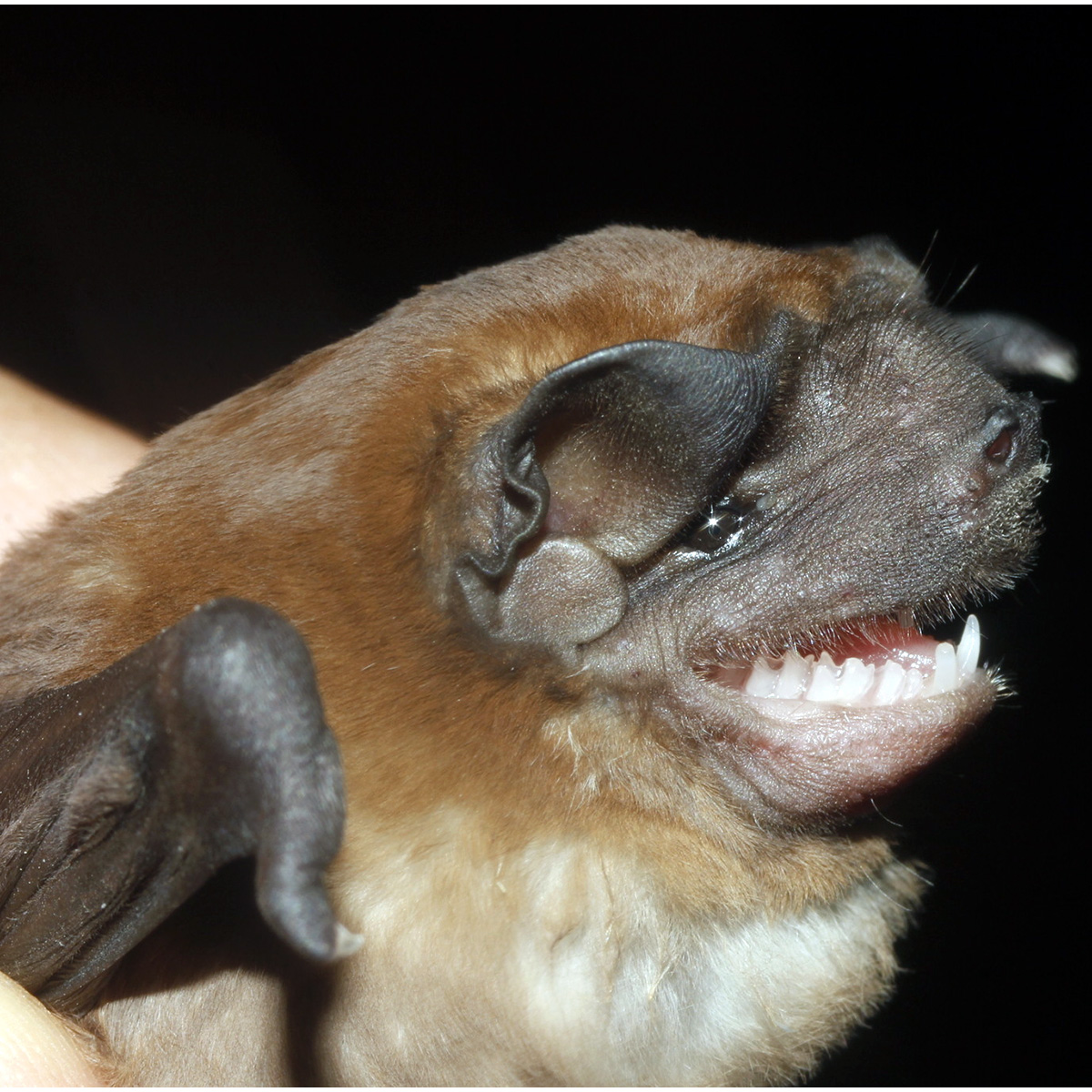 Alvarez's Mastiff Bat (Molossus alvarezi) Фото №10