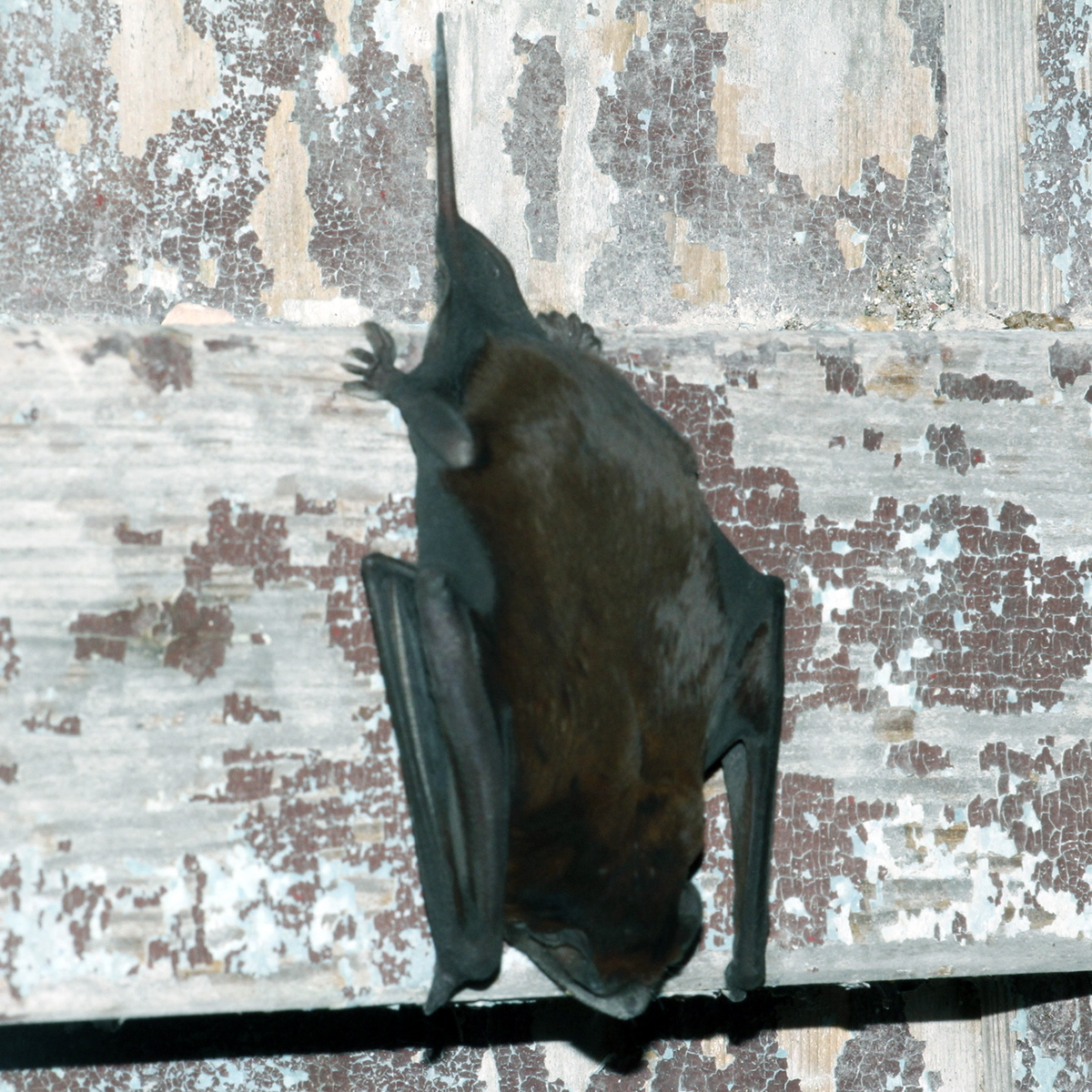 Alvarez's Mastiff Bat (Molossus alvarezi) Фото №4