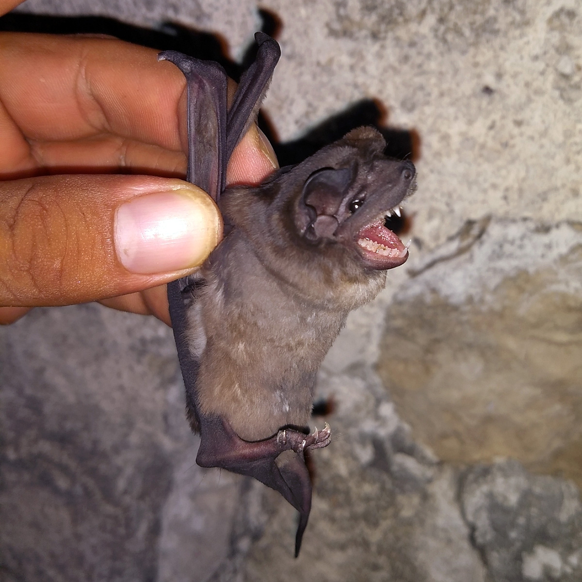 Alvarez's Mastiff Bat (Molossus alvarezi) Фото №6