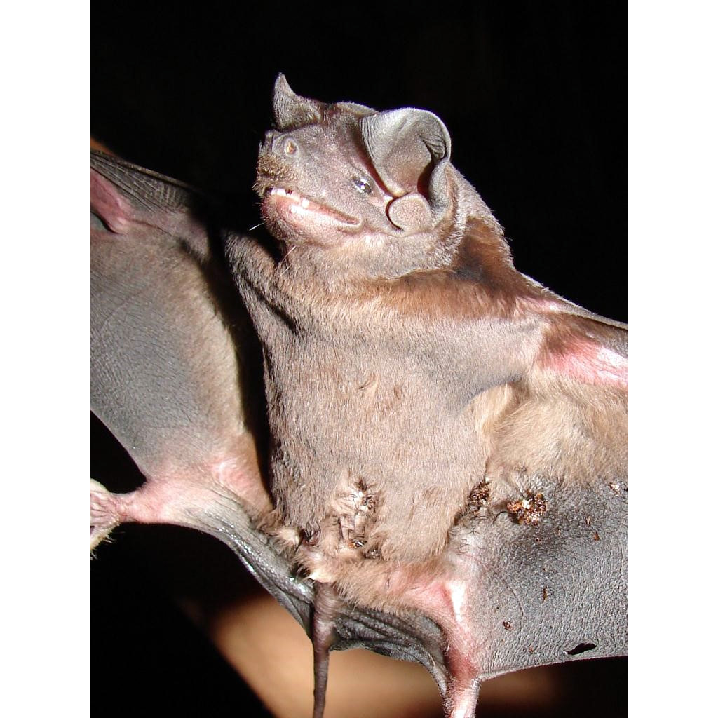Бондский складчатогуб (Molossus currentium) Фото №2