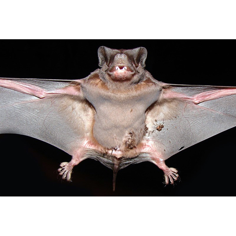 Бондский складчатогуб (Molossus currentium) Фото №3